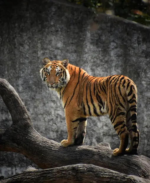 jungle