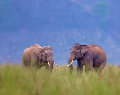 Safari