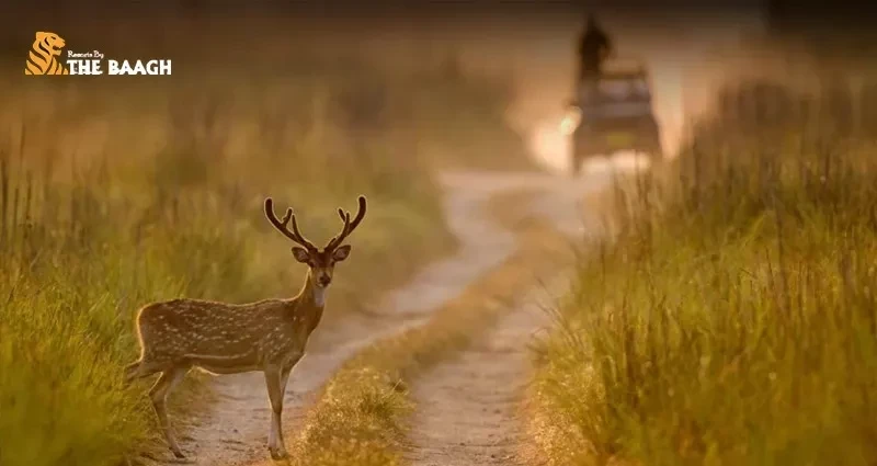 Stay Close to Nature: Best Luxury Resorts in Jim Corbett for Winter Wildlife Lovers