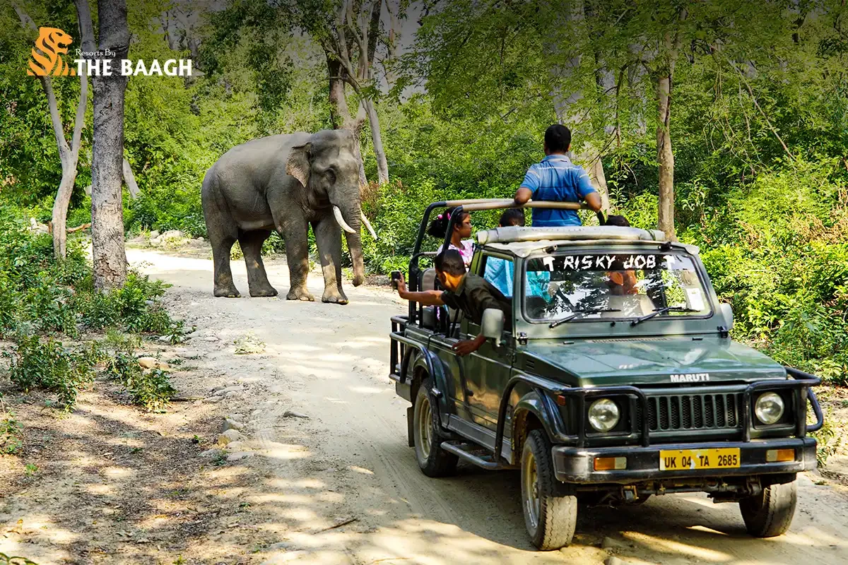 Beyond the Tiger: 8 Wildlife Encounters at Jim Corbett That Will Surprise You