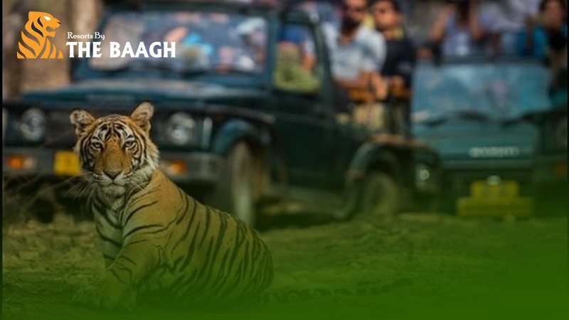 Voyage Through The Dense And Ecstatic Wilds Of Jim Corbett National Park