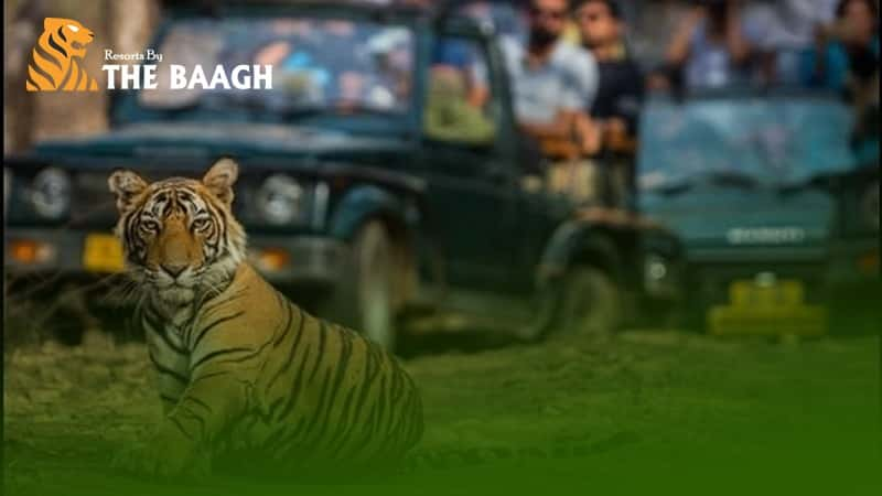 Voyage Through The Dense And Ecstatic Wilds Of Jim Corbett National Park