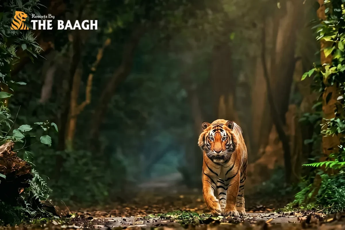 Jim Corbett 2 Night 3 Days Itinerary: Safari, Sunset, and Luxury Rolled Into One