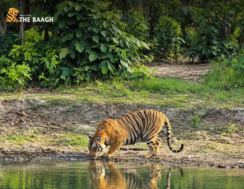 How to Experience Jim Corbett Beyond the Safari: Forest Walks, Wildlife & Slow Travel