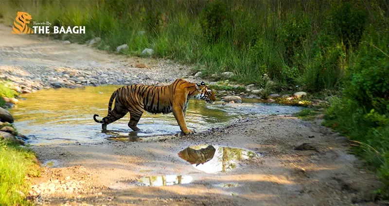 Explore The History and Conservation Legacy Behind India's First Tiger Reserve At Resorts by the Baagh