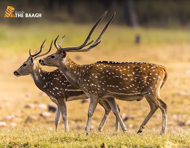 Best Time to Visit Jim Corbett National Park: A Season-by-Season Guide