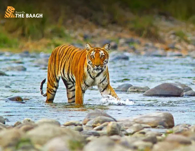 Which Corbett Safari Zone Should You Book? Dhikala vs Bijrani vs Jhirna vs Dhela vs Garjiya