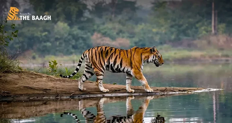 How to Choose a Resort Location for Your Jim Corbett Safari: Distance, Access & Stay Comfort