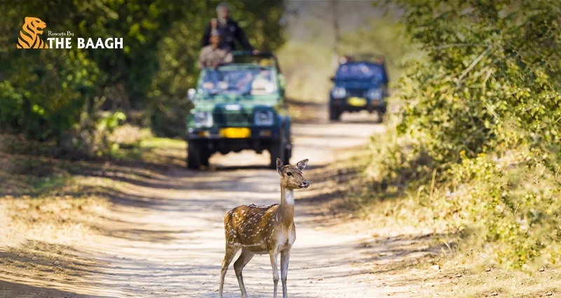 Top 5 Wildlife Sightings You Can Experience Beyond Tigers at Jim Corbett