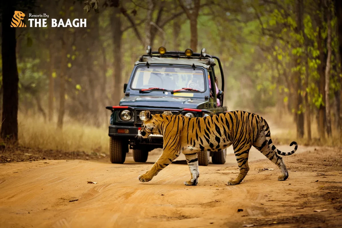 What to Pack for a Jim Corbett Jungle Safari: The Complete Checklist for Luxury Travellers