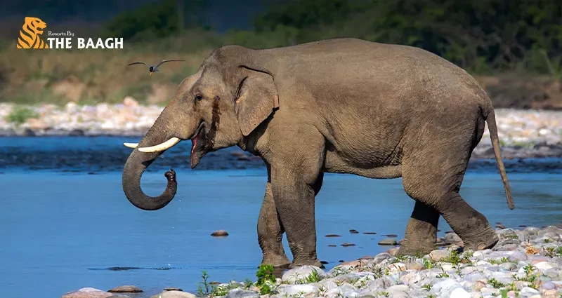 Jim Corbett Safari Booking Guide: Permits, Timings & What to Expect