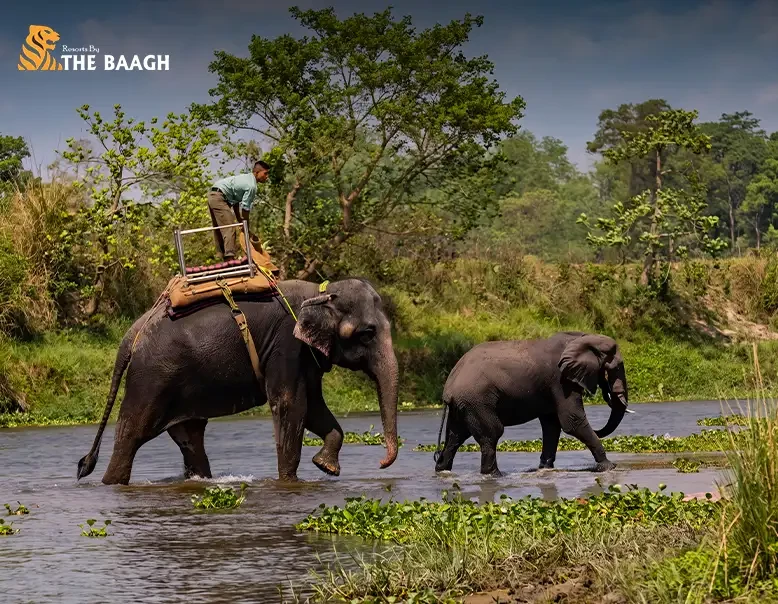 Best Time to Visit Jim Corbett National Park: A Season-by-Season Guide