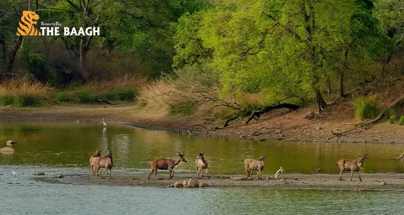 Wildlife near Bhimtal