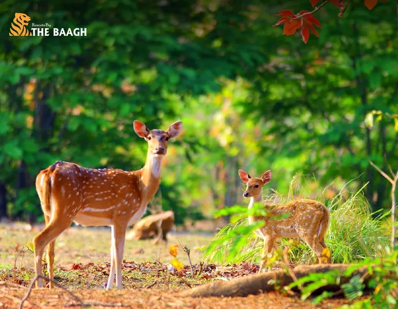 5 Reasons to Choose a Luxury Resort in Jim Corbett for Your New Year Escape