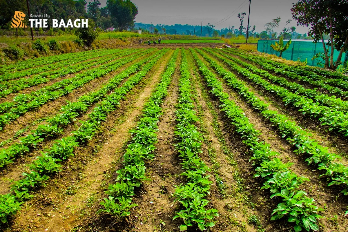 The Organic Farm-to-Table Experience at Resorts by the Baagh: Eating Well in the Jungle