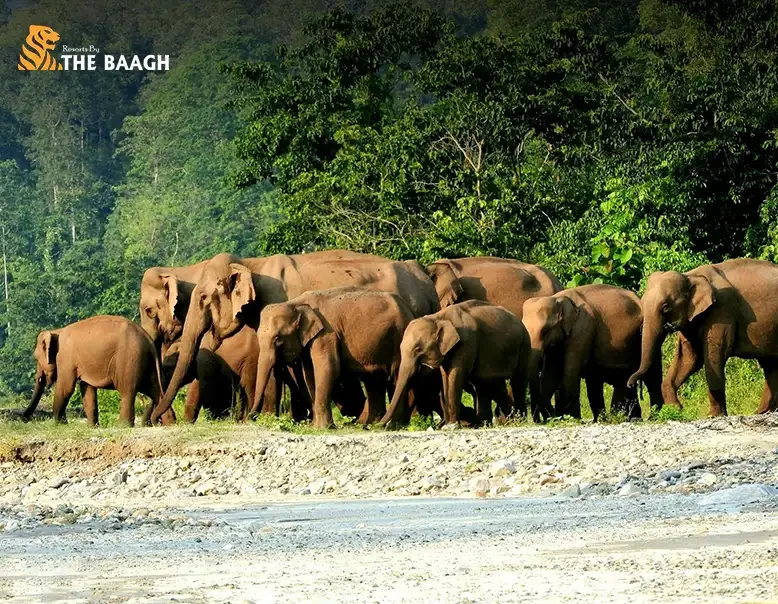 Jim Corbett Travel Guide for First-Time Visitors: Where to Stay and What to Do