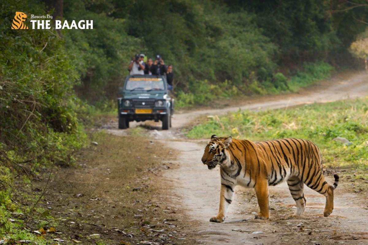 Jim Corbett vs. Ranthambore vs. Bandhavgarh: Which Wildlife Destination Deserves Your Next Trip