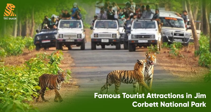 Famous Tourist Attractions in Jim Corbett National Park