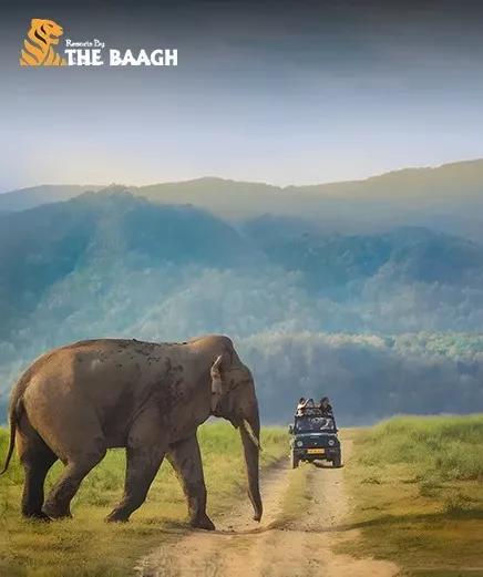 BEST Hotels in Corbett Offering Luxury, Safaris & Relaxation