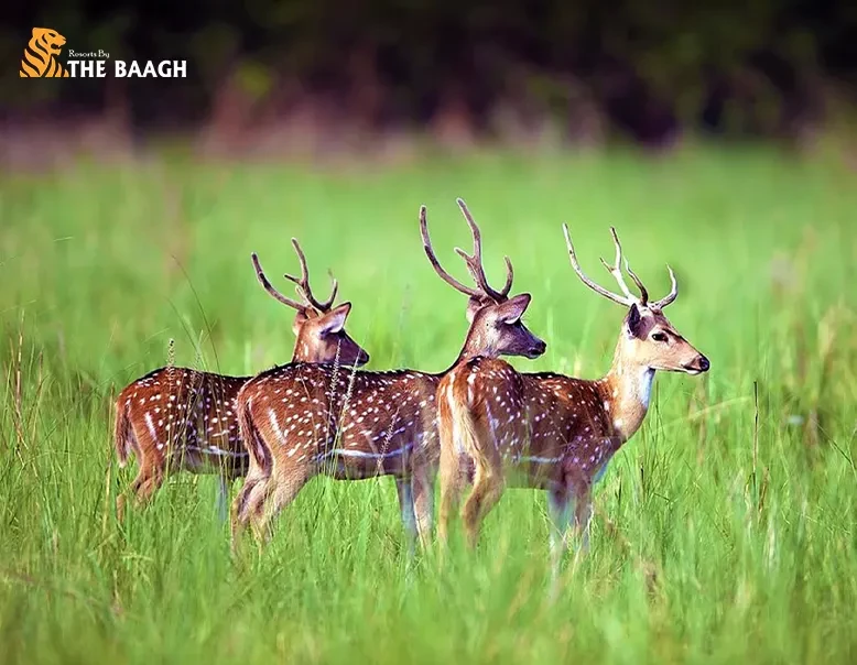 Which Corbett Safari Zone Should You Book? Dhikala vs Bijrani vs Jhirna vs Dhela vs Garjiya
