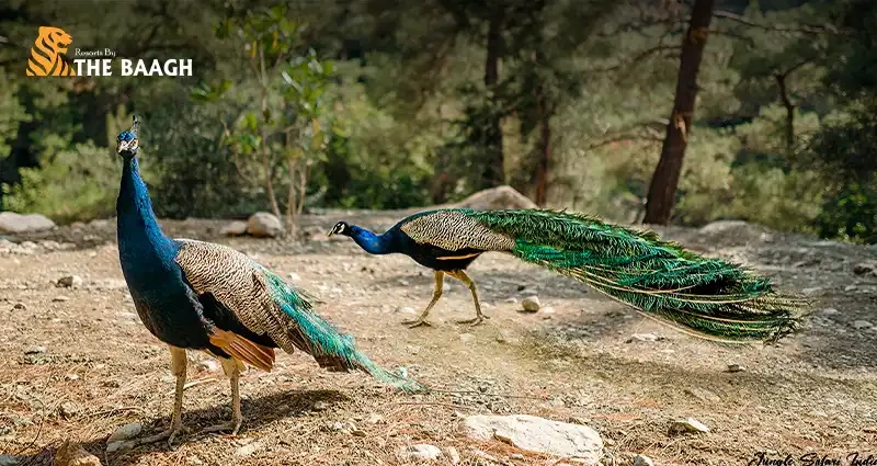 Jim Corbett Jungle Safari Etiquette: Dos and Don'ts for First-Time Visitors
