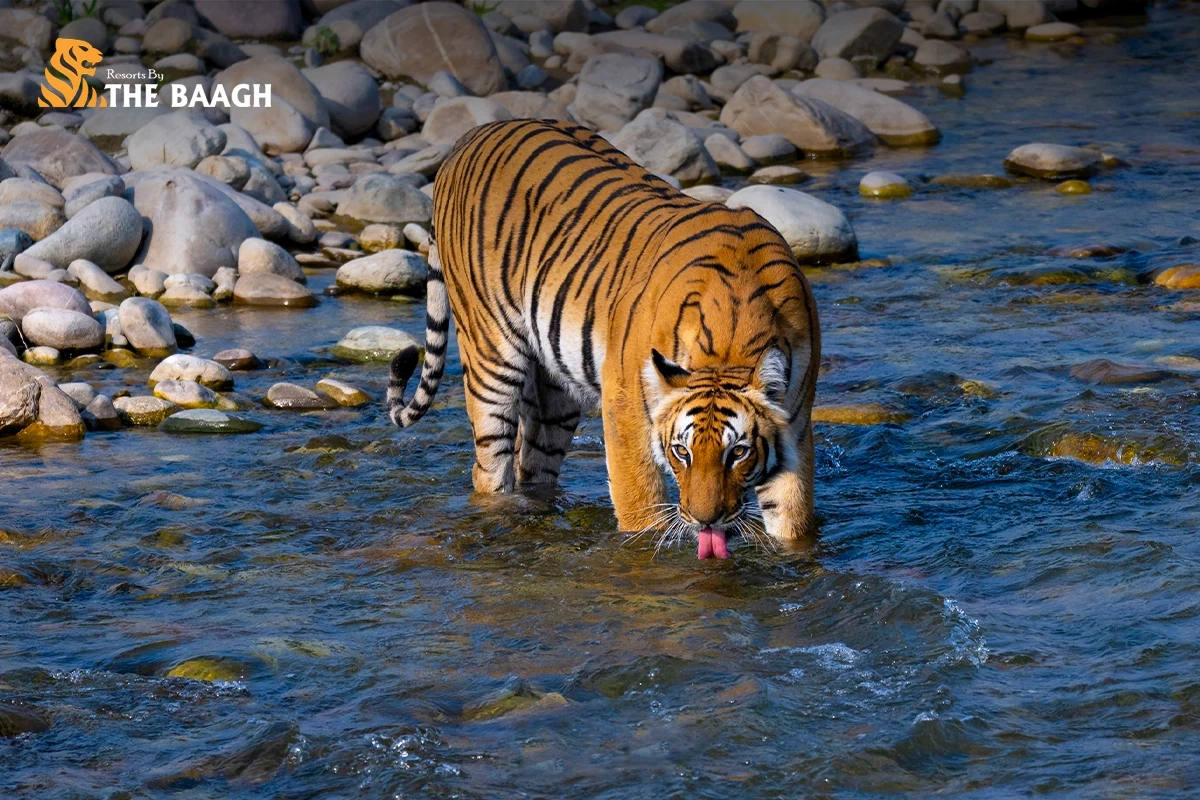 What Does a Tiger Actually Do All Day? Understanding Big Cat Behaviour Before Your Corbett Safari