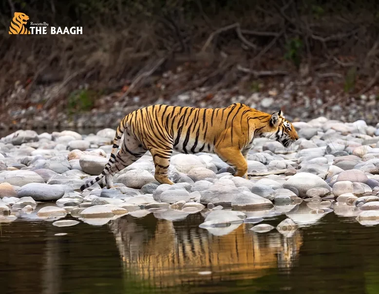 Planning a Family Trip to Jim Corbett: How to Combine Safari, Nature & Resort Comfort