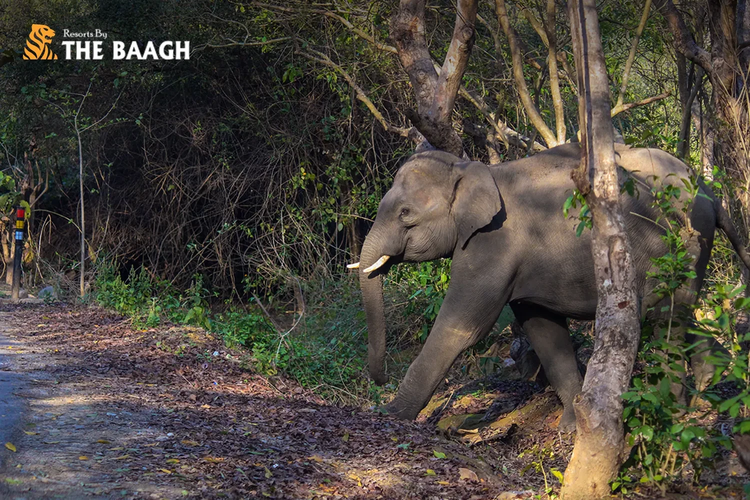 How to Choose the Best Jim Corbett National Park Package: Safari, Stay & Add-Ons Explained