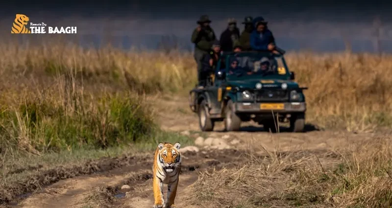 Choosing the Right Hotel in Corbett for Your Jungle Holiday