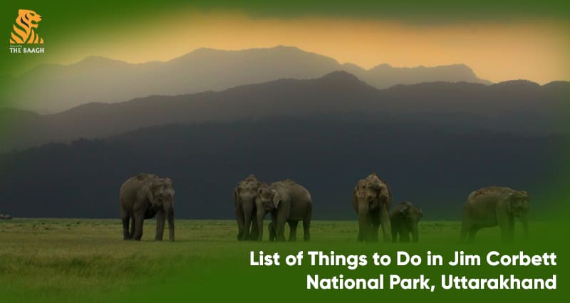 List of Things to Do in Jim Corbett National Park, Uttarakhand