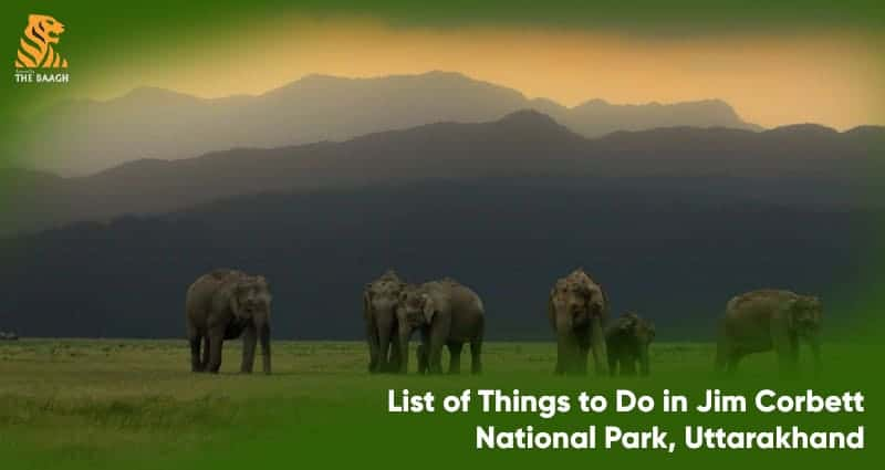 List of Things to Do in Jim Corbett National Park, Uttarakhand