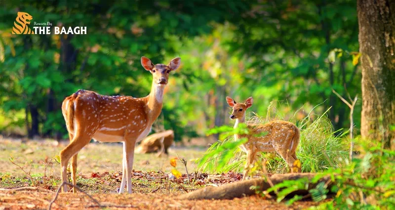Beyond the Tiger: 8 Wildlife Encounters at Jim Corbett That Will Surprise You