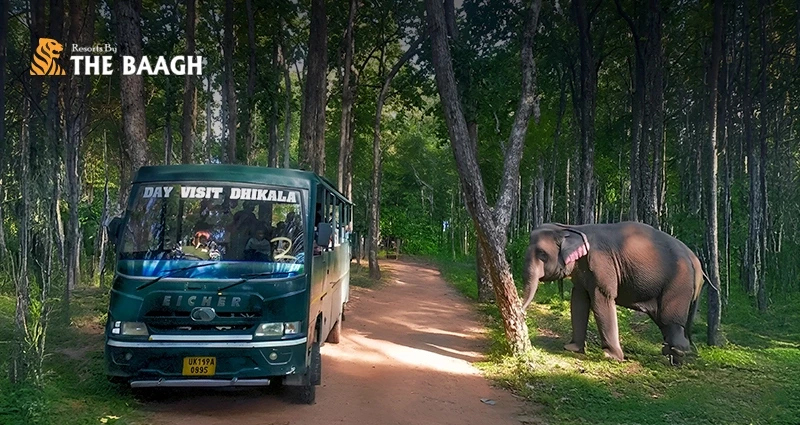 Canter vs. Jeep Safari in Jim Corbett: Which One Should You Book from Your Resort?