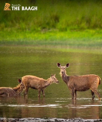 Jim Corbett vs. Ranthambore vs. Bandhavgarh: Which Wildlife Destination Deserves Your Next Trip