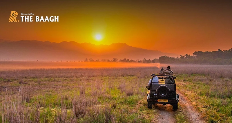 Wildlife Photography at Jim Corbett: What to Shoot, When to Go, and Where to Stay
