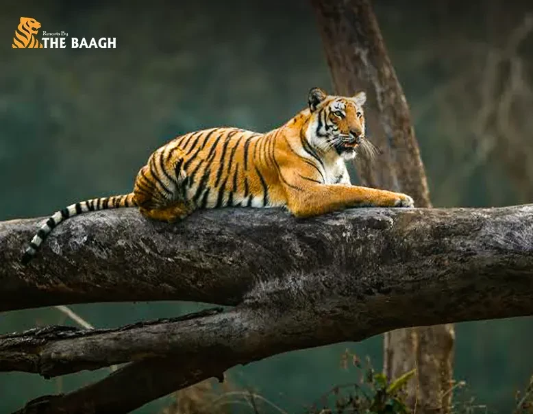 Jim Corbett Safari Booking Guide: Permits, Timings & What to Expect