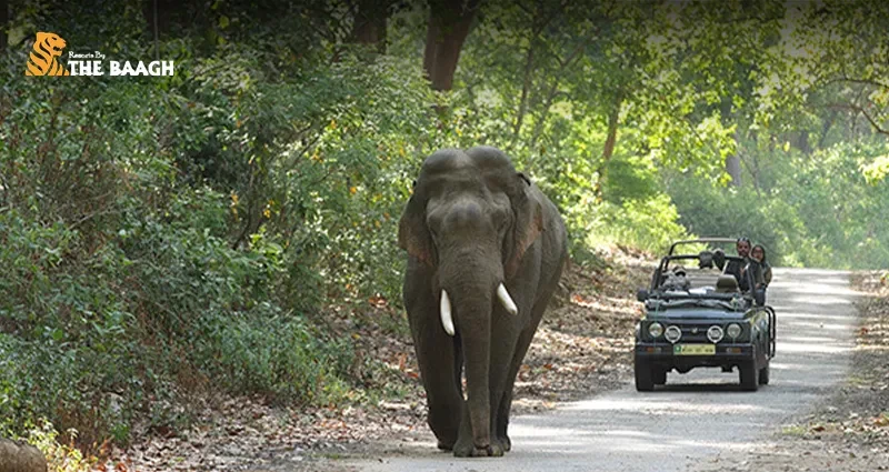 Best Resorts in Jim Corbett for Weddings, Safaris & Luxury Stays