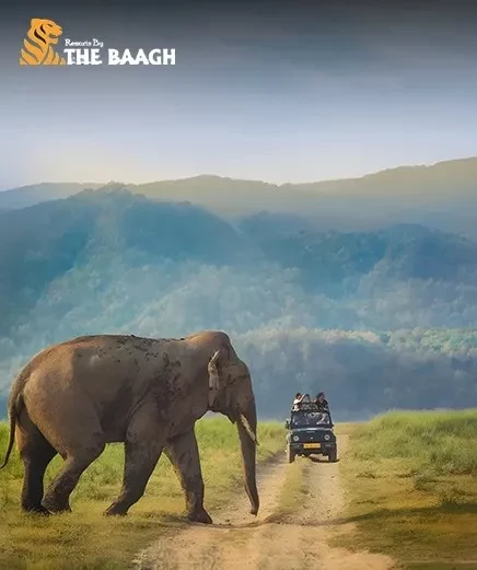 Stay Close to Nature: Best Luxury Resorts in Jim Corbett for Winter Wildlife Lovers