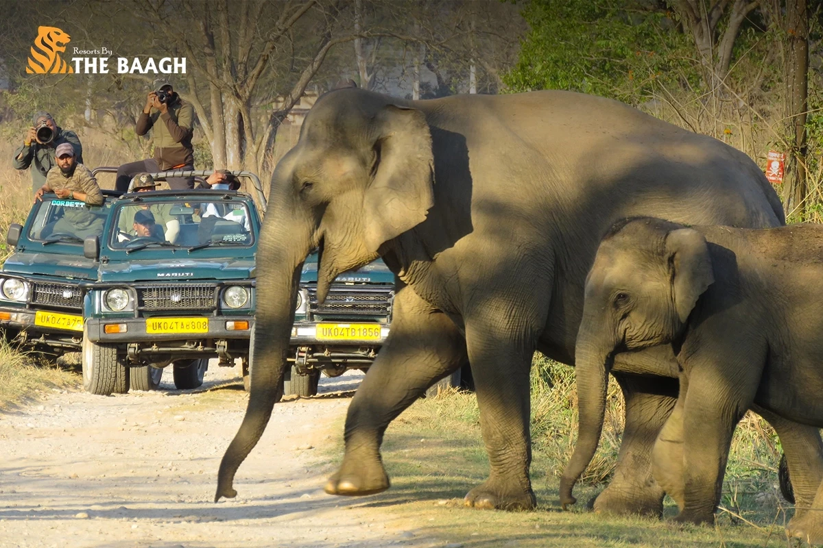 Top 5 Wildlife Sightings You Can Experience Beyond Tigers at Jim Corbett
