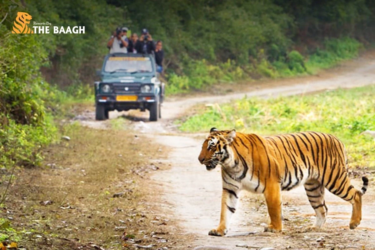 Which Are the Best Resorts Near Jim Corbett National Park for Wildlife Lovers?