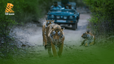 Get The Hang Of The Best Safari Zones In Jim Corbett National Park