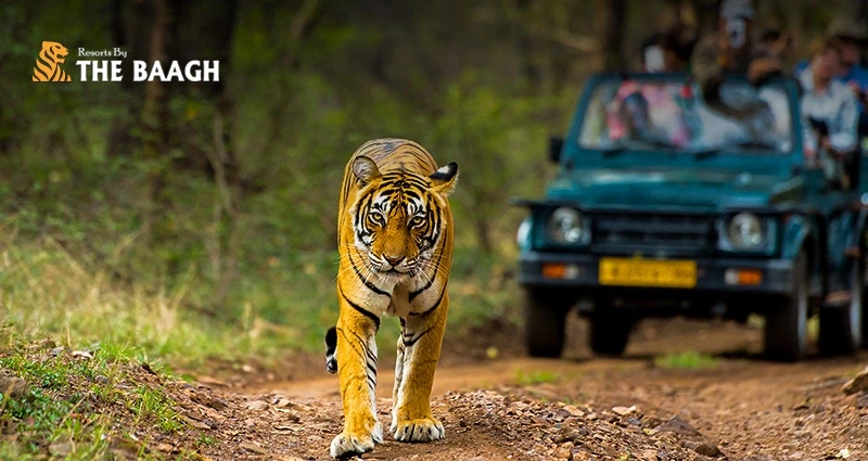 Wake Up to the Wild: What a Typical Morning Looks Like at a Luxury Jim Corbett Resort