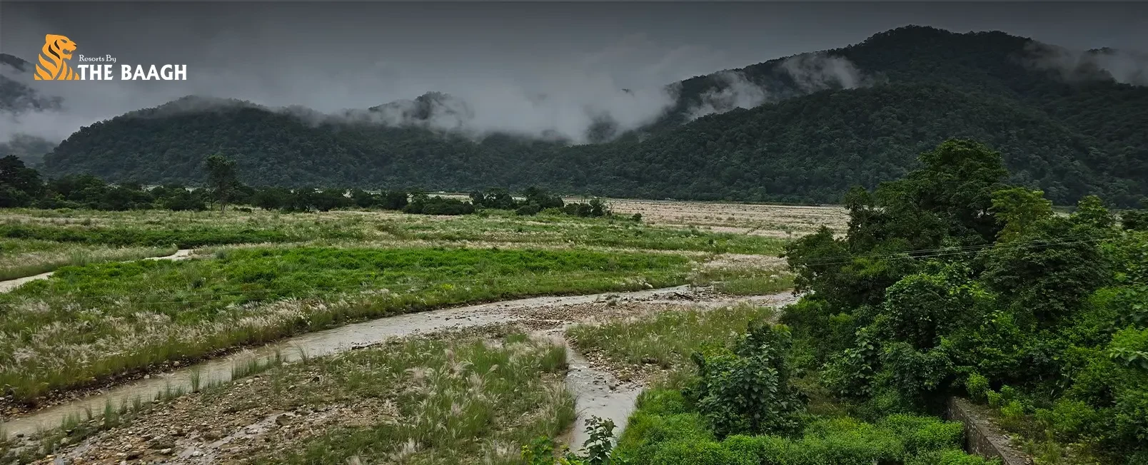 Best Time to Visit Jim Corbett National Park: A Season-by-Season Guide