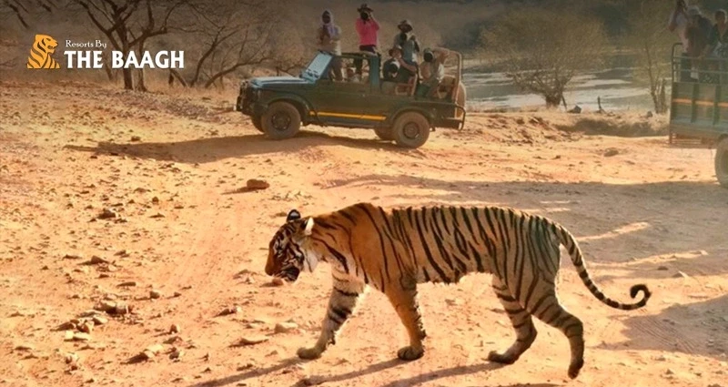 Jim Corbett vs. Ranthambore vs. Bandhavgarh: Which Wildlife Destination Deserves Your Next Trip
