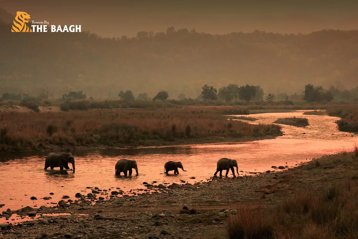 How Animals Navigate Jim Corbett at Night: The Secret Life of the Forest After Dark