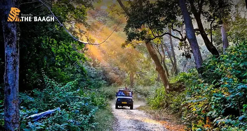 Best Time to Visit Jim Corbett National Park: A Season-by-Season Guide