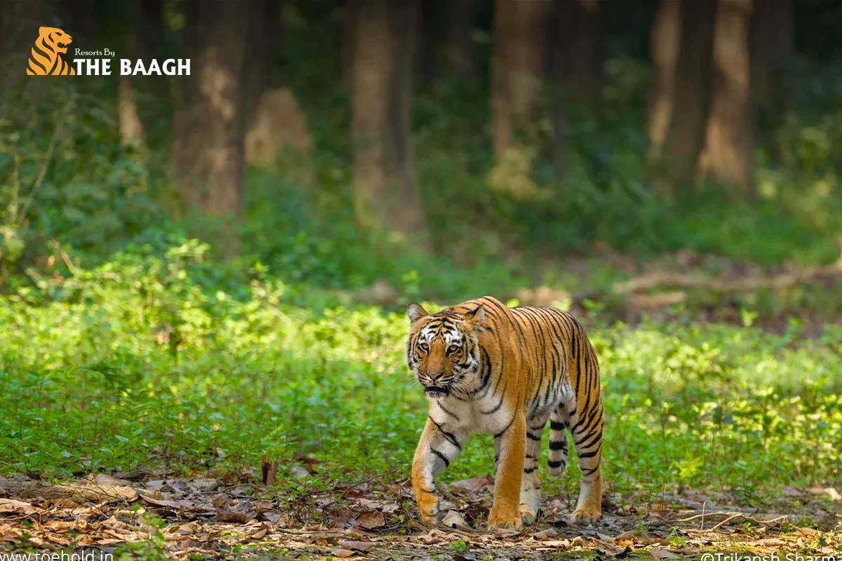 How Jim Corbett National Park Was Born: Explore The History and Conservation Legacy Behind India's First Tiger Reserve At Resorts by the Baagh