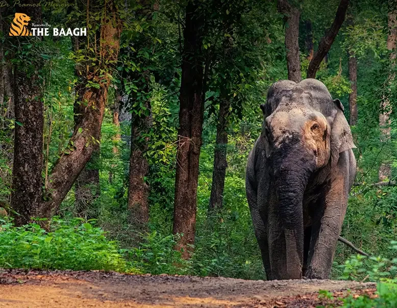 How to Experience Jim Corbett Beyond the Safari: Forest Walks, Wildlife & Slow Travel