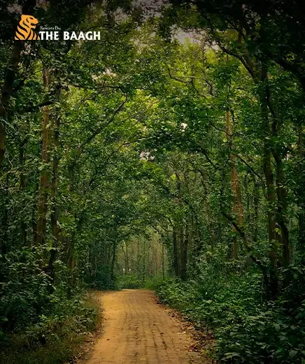 How Jim Corbett National Park Was Born: Explore The History and Conservation Legacy Behind India's First Tiger Reserve At Resorts by the Baagh