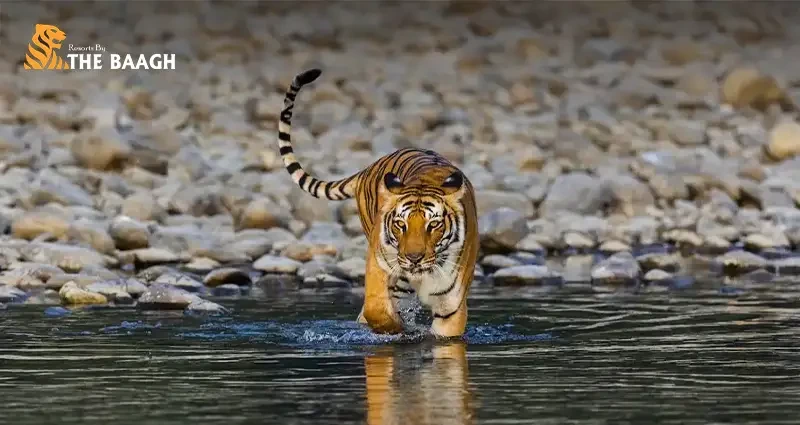 Which Corbett Safari Zone Should You Book? Dhikala vs Bijrani vs Jhirna vs Dhela vs Garjiya